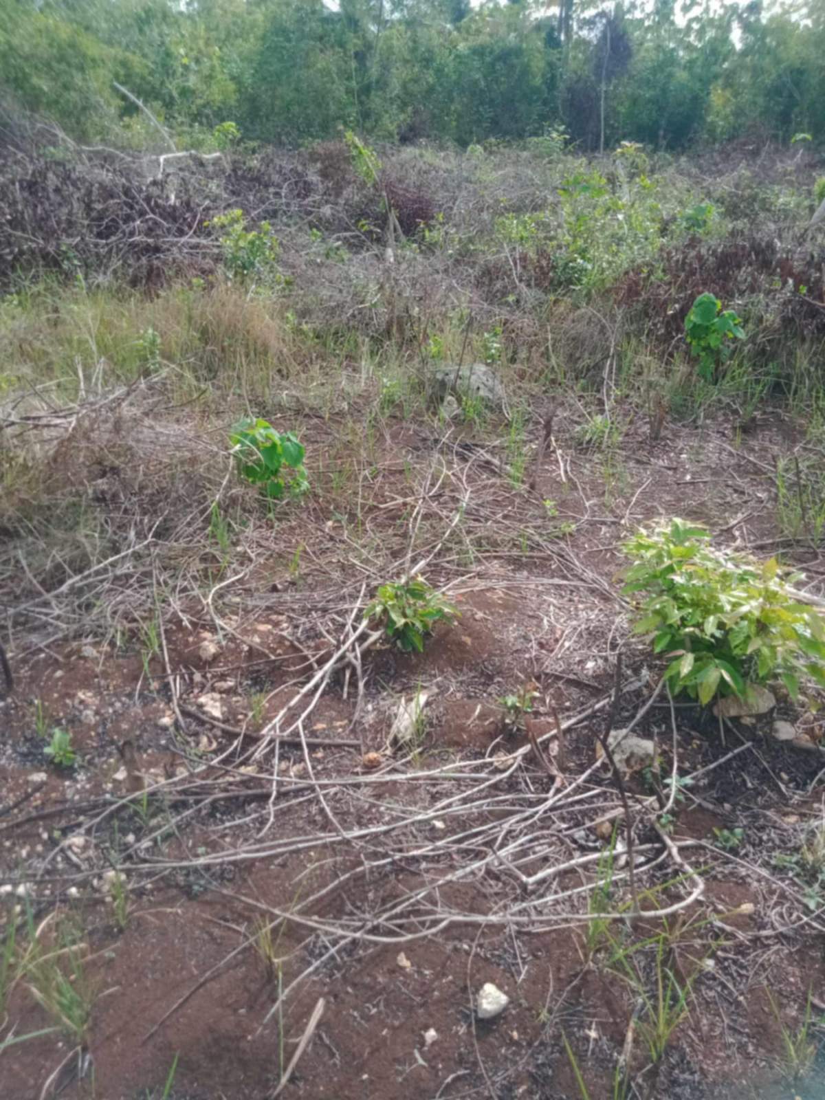 2,280SQMVacantLotforSaleinPanglao,Dauis Bohol-1.jpg