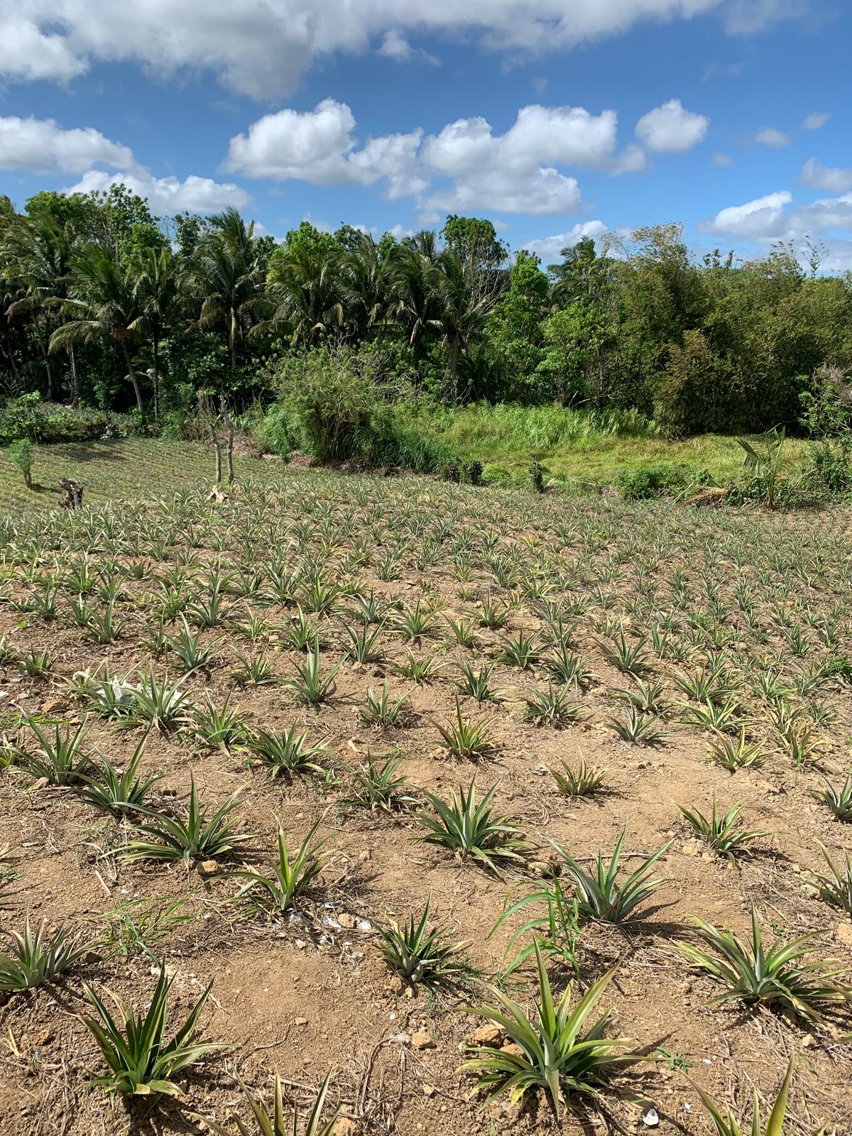 2,467SQMVacan LotforSaleinBalubad,Silang,Cavite-1.jpg