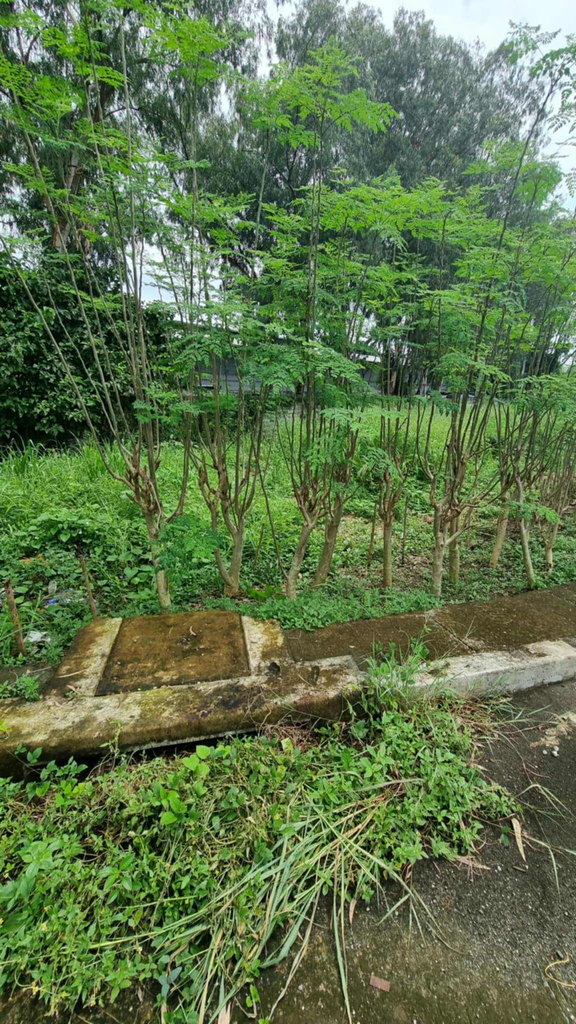 164SQMVacantLotforSaleinGreenwoodsExecutiveVillage,PasigCity-1.jpg