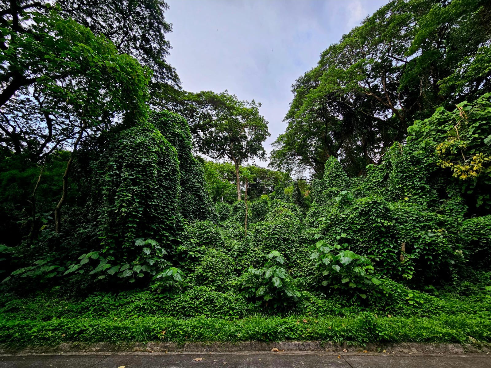 1,149SQMVacantLotforSaleinSanIsidro,Angono,Rizal-6.jpg